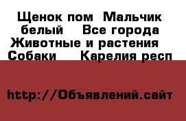 Щенок пом. Мальчик белый  - Все города Животные и растения » Собаки   . Карелия респ.